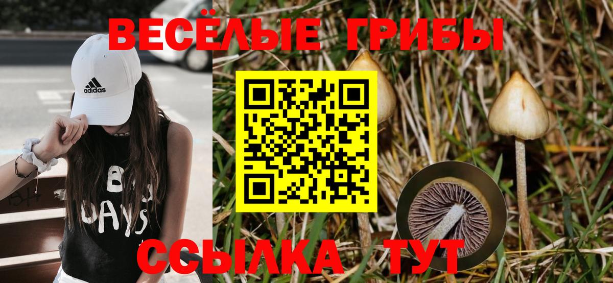 Галлюциногенные грибы GOLDEN TEACHER  Галлюциногенные грибы Psilocybe  как найти   Вход с VPN  Светлоград 